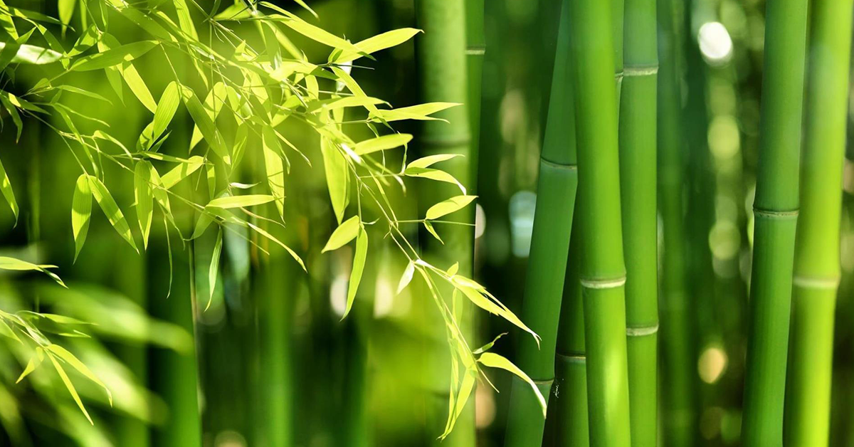 Kruger to produce tissue products from bamboo